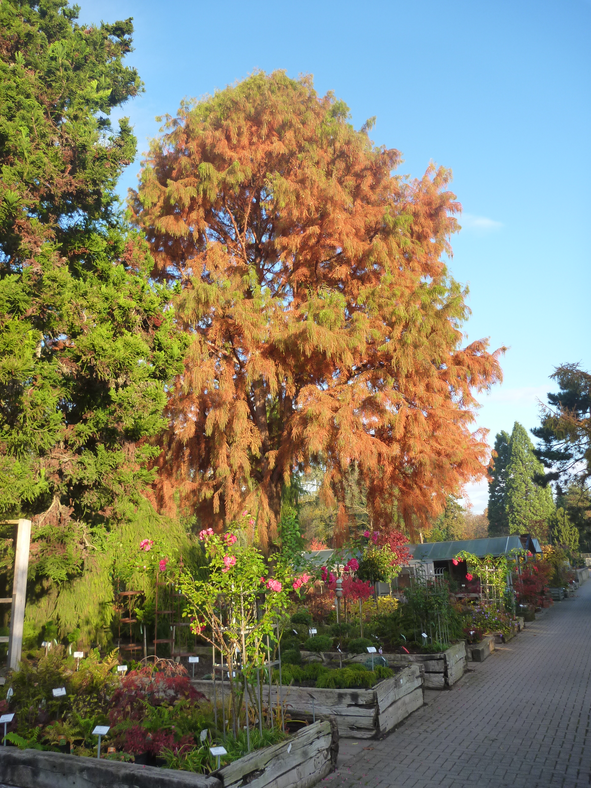 Baumschule Vonderstrass Baumschule & Gartengestaltung